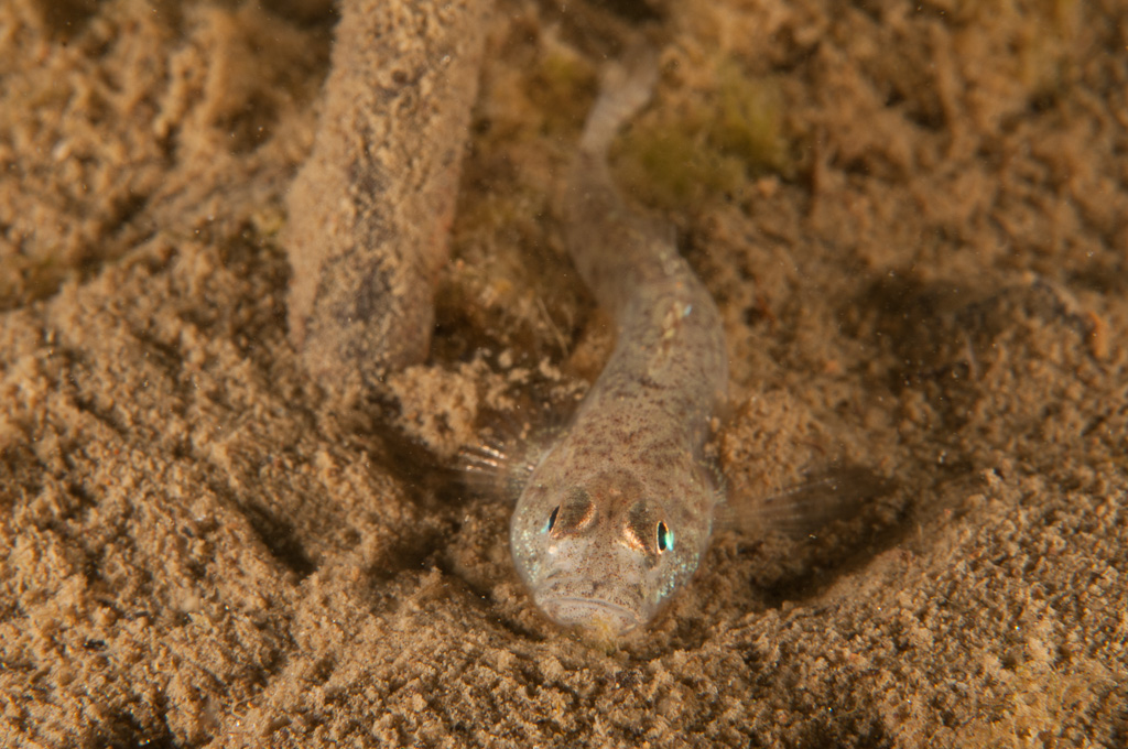 Sand goby 3